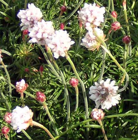 Flores Raras